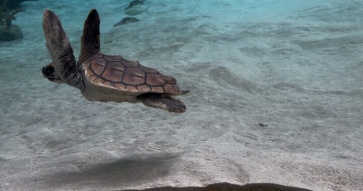 【スマシーワールド】シャチショーが圧巻！混雑・食事・感想レポまとめ